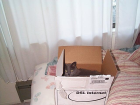 thumbs/blue_box2.png