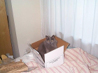 thumbs/blue_box3.png