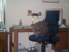 thumbs/blue_chair.png