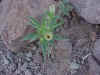 palmflower.jpg (144171 bytes)