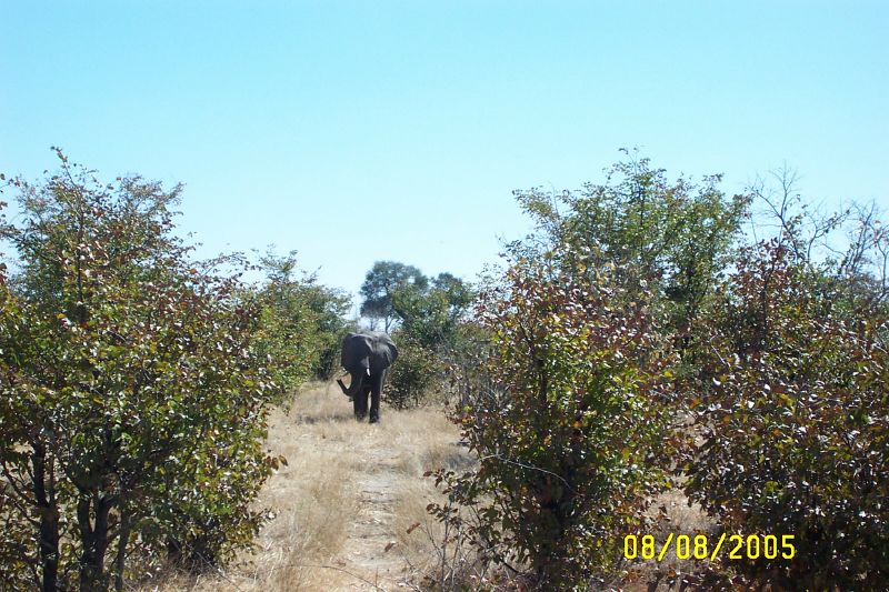 Lebala (14)