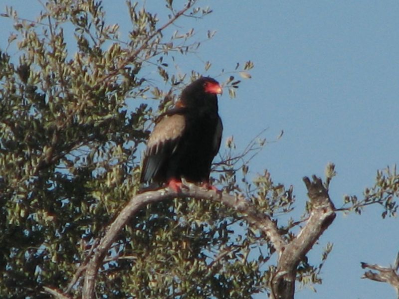Lebala (32)