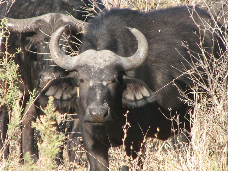 Lebala (33)