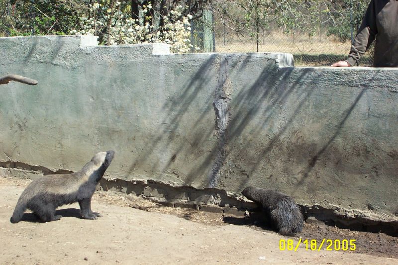 DCP_3464