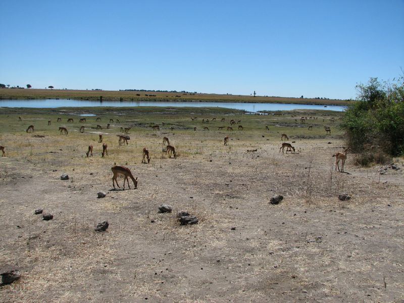 Muchenje (36)