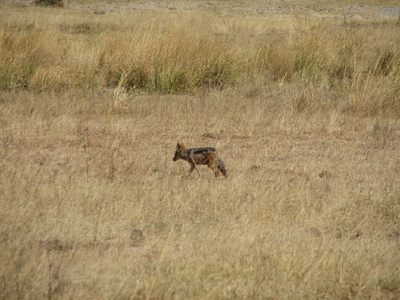 Muchenje (44)