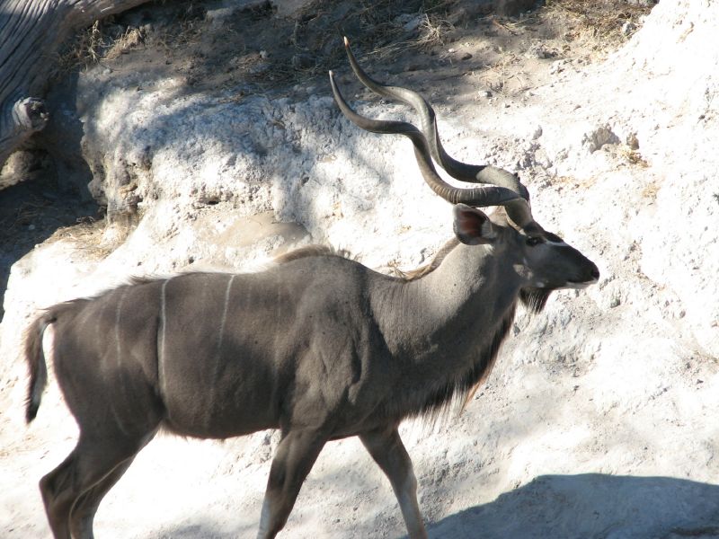 Muchenje (66)