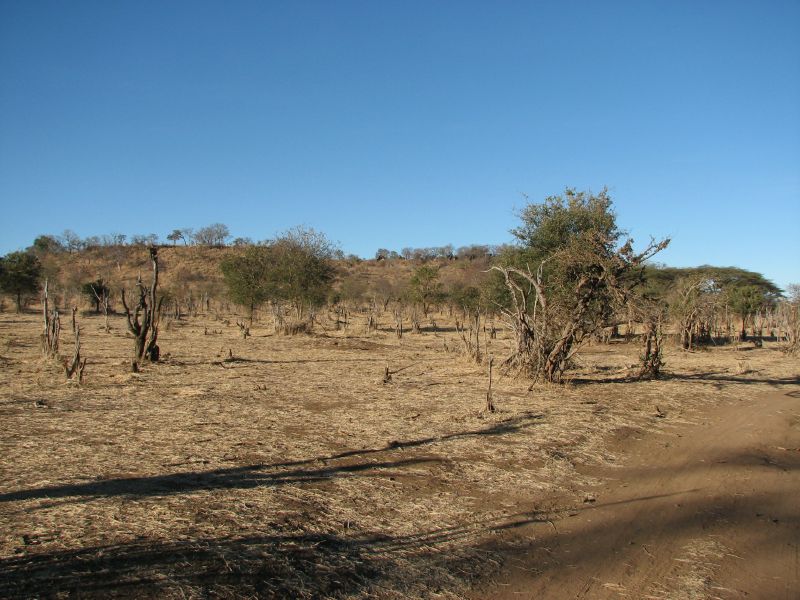 Muchenje (75)