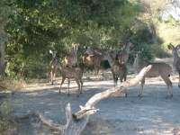 Muchenje (64)