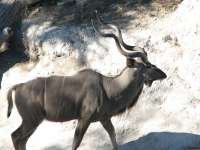 Muchenje (66)