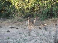 Muchenje (67)