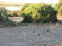 Muchenje (71)