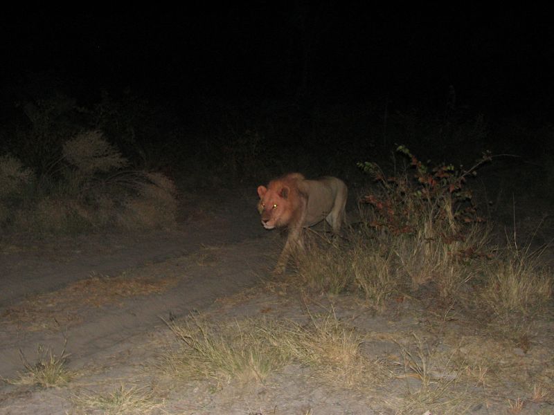 Nxabega (14)