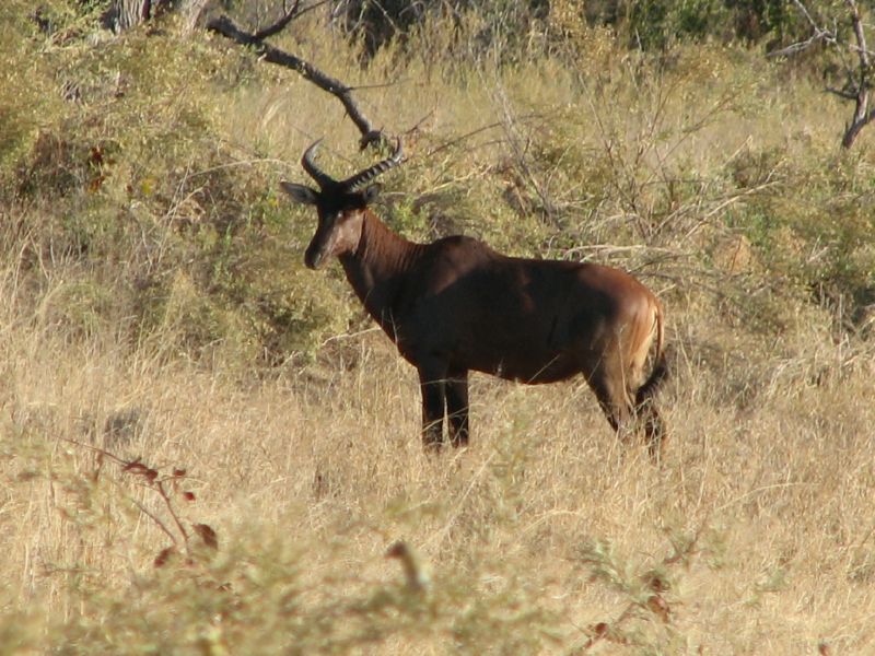 Nxabega (2)