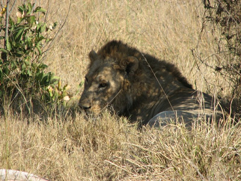Nxabega (25)