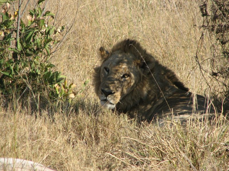 Nxabega (26)