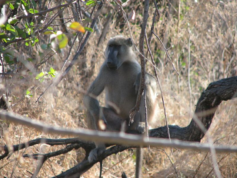 Nxabega (39)