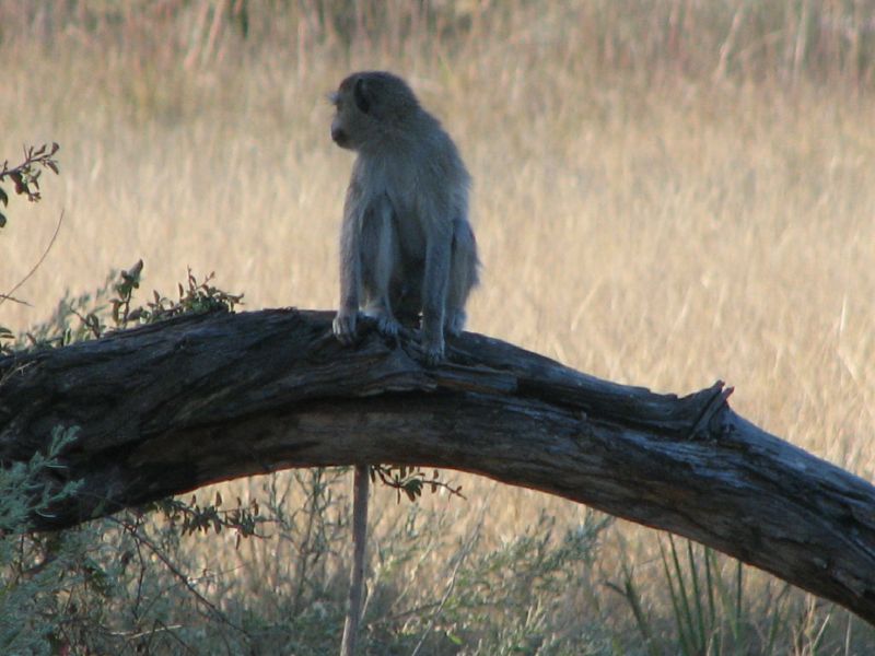 Nxabega (41)