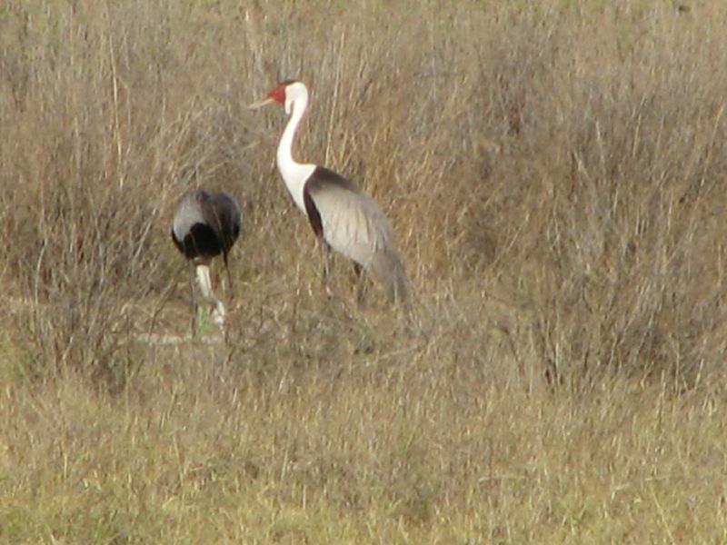 Nxabega (42)