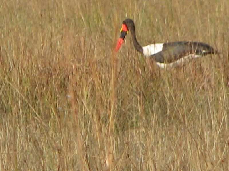 Nxabega (43)