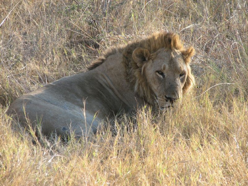 Nxabega (44)