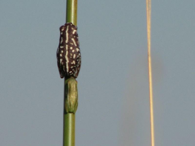 Nxabega (62)