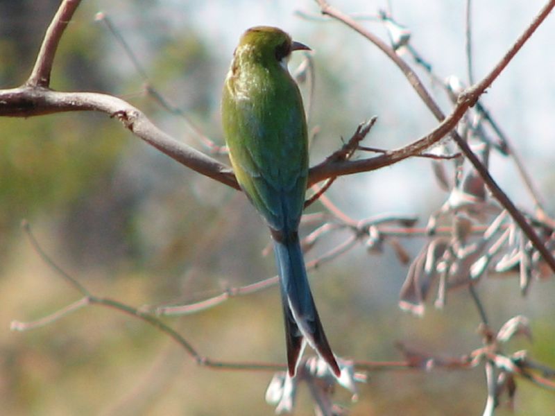 Nxabega (71)