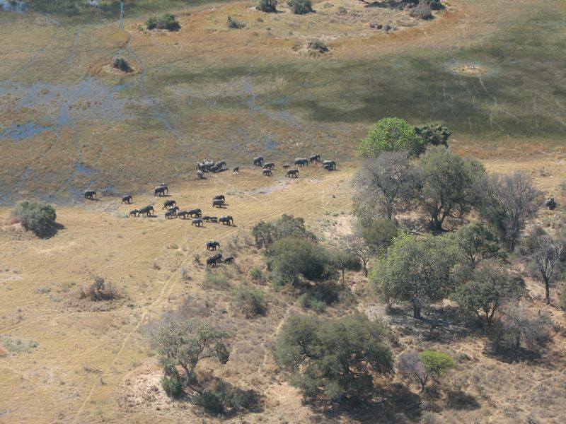 Nxabega (75)
