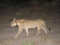 Nxabega (12)