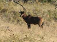 Nxabega (2)
