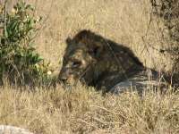Nxabega (25)
