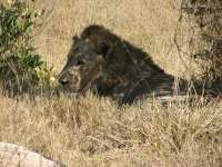 Nxabega (29)