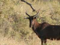 Nxabega (3)