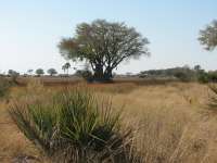 Nxabega (31)
