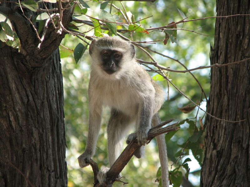 Xakanaxa (115)