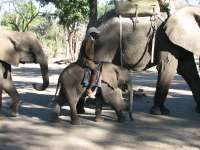 Victoria Falls-Zambi (44)