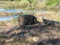 Victoria Falls-Zambi (47)