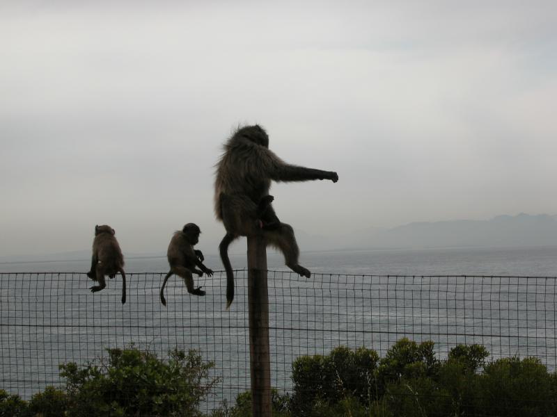 CapeTown-3-09