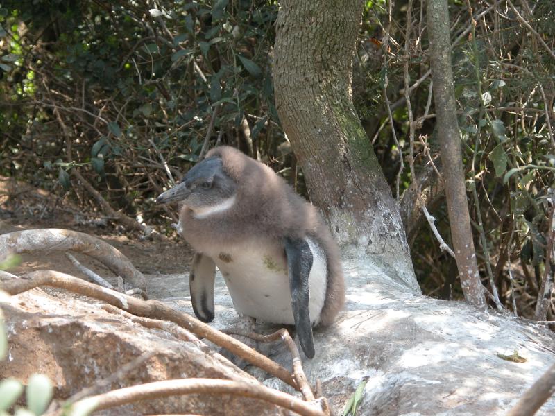 CapeTown-3-26