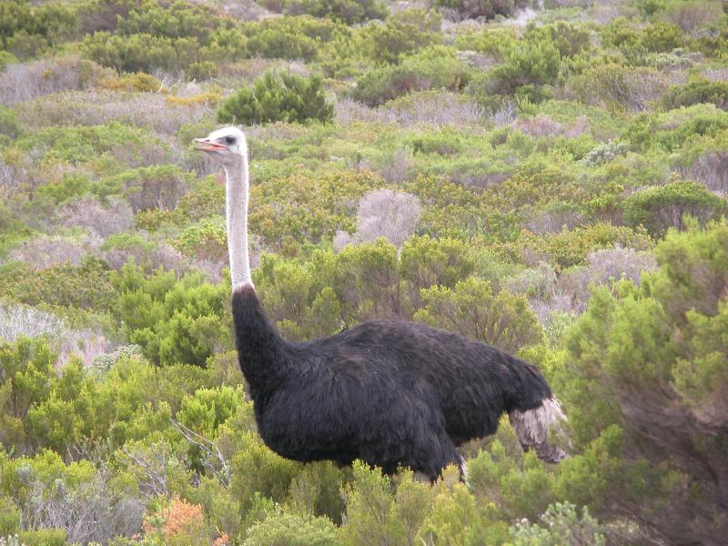 CapeTown-3-30