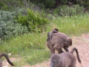 CapeTown-3-03