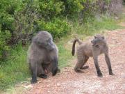 CapeTown-3-05