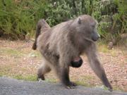 CapeTown-3-08