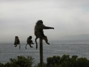 CapeTown-3-09