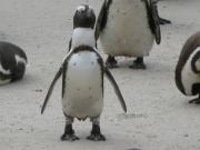 CapeTown-3-14