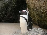CapeTown-3-25
