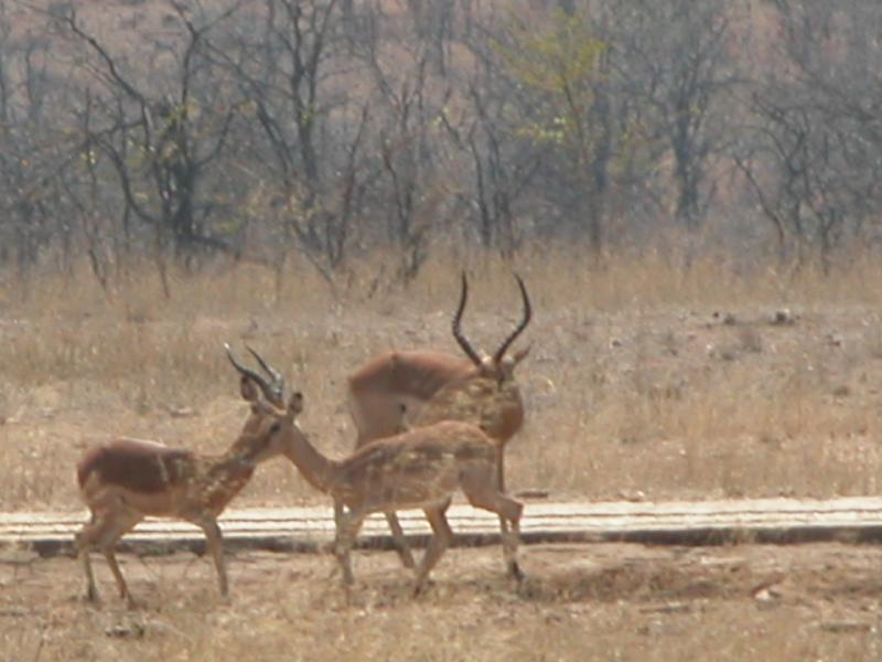 Kruger-1-05