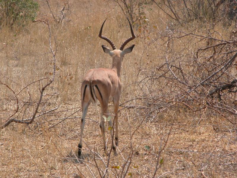 Kruger-1-06