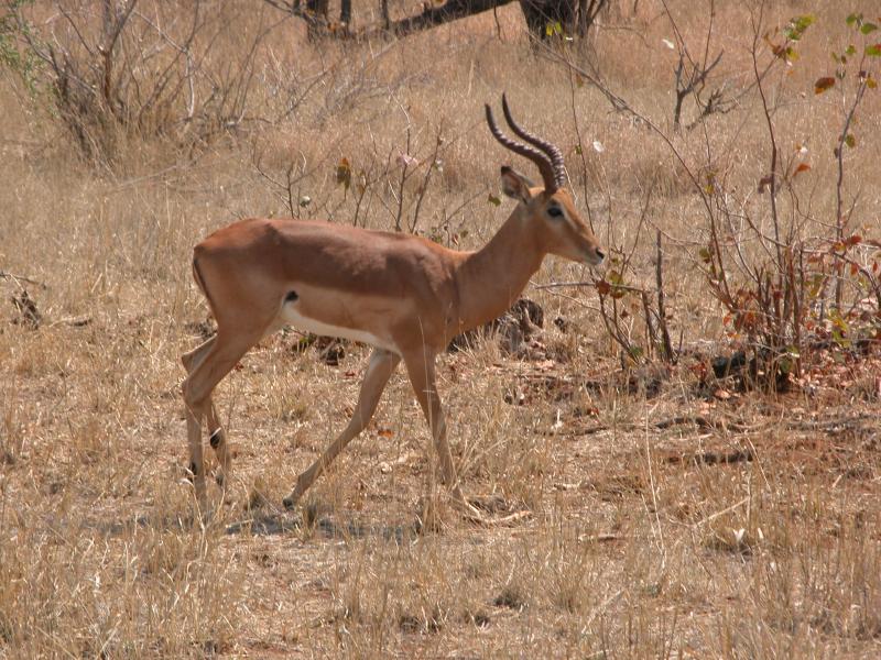 Kruger-1-07