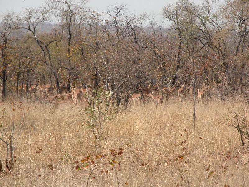 Kruger-1-08